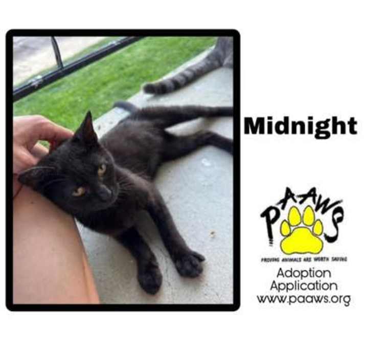 Photo of Midnight