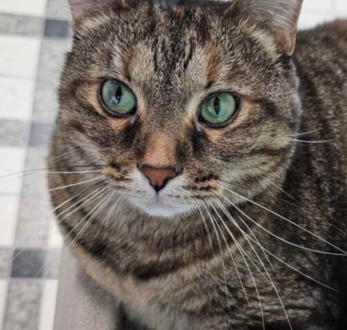 Photo of Hazel 4634C
