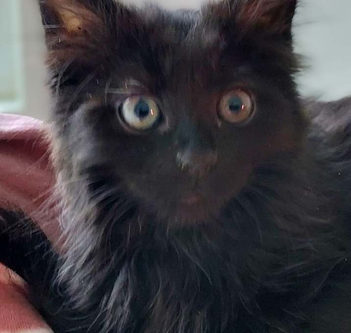 Photo of Kiki