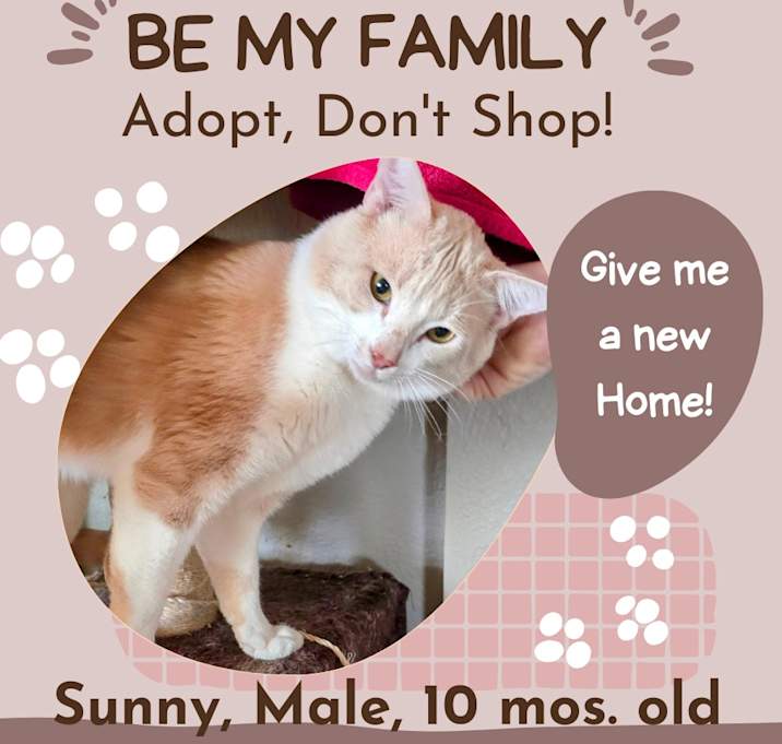 Photo of Sunny