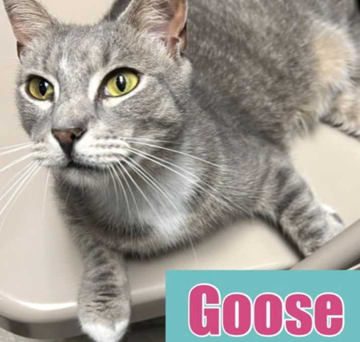 Photo of Goose