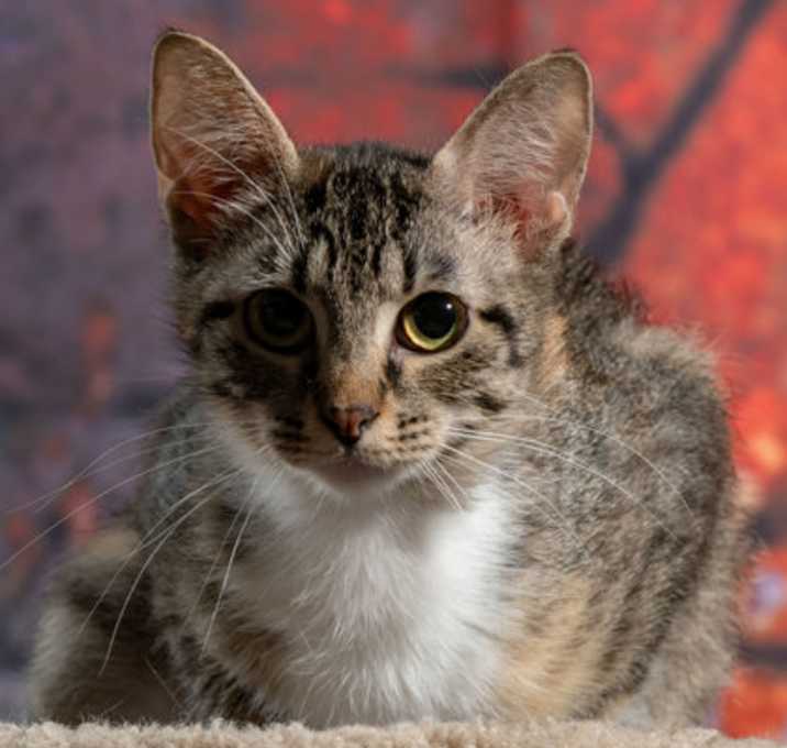 Photo of Kenya