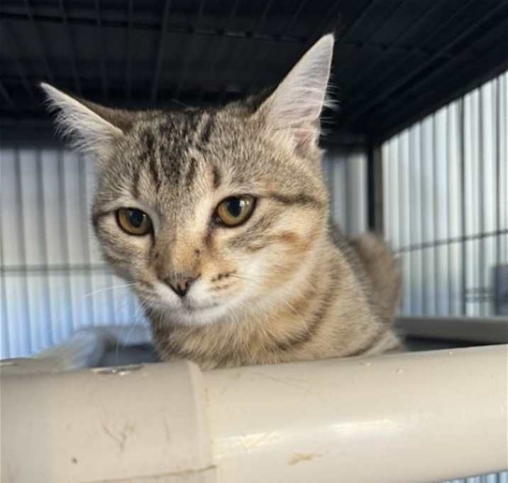 Photo of Pepper