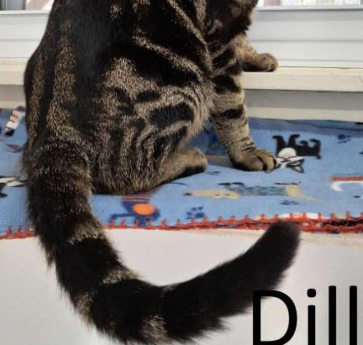 Photo of Dill