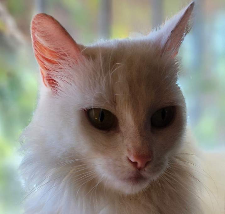 Photo of Frostbite