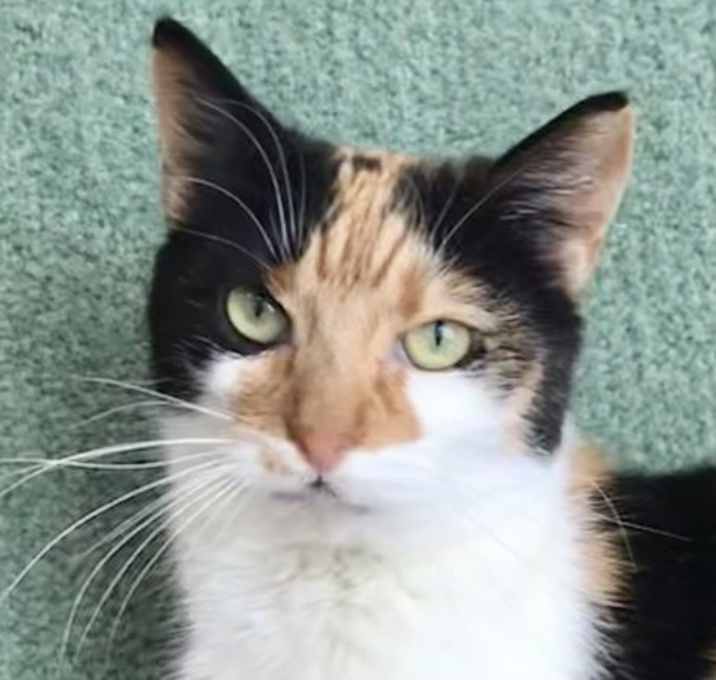 Photo of Ginger