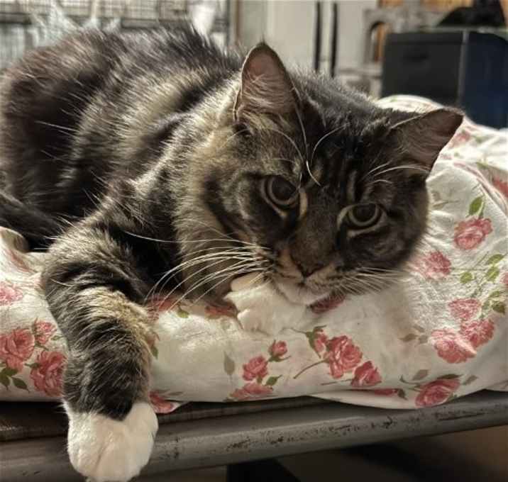 Photo of Bella