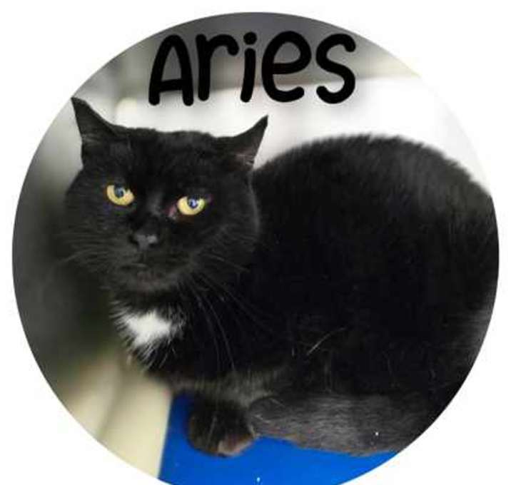 Photo of Aries