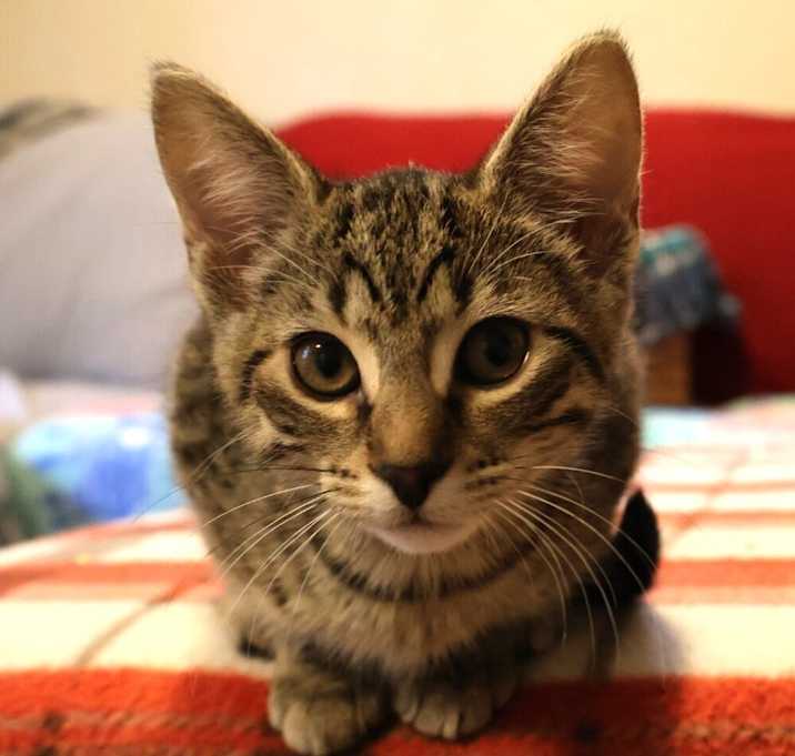 Photo of Spark