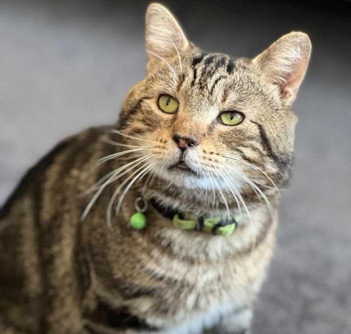 Photo of Tommy