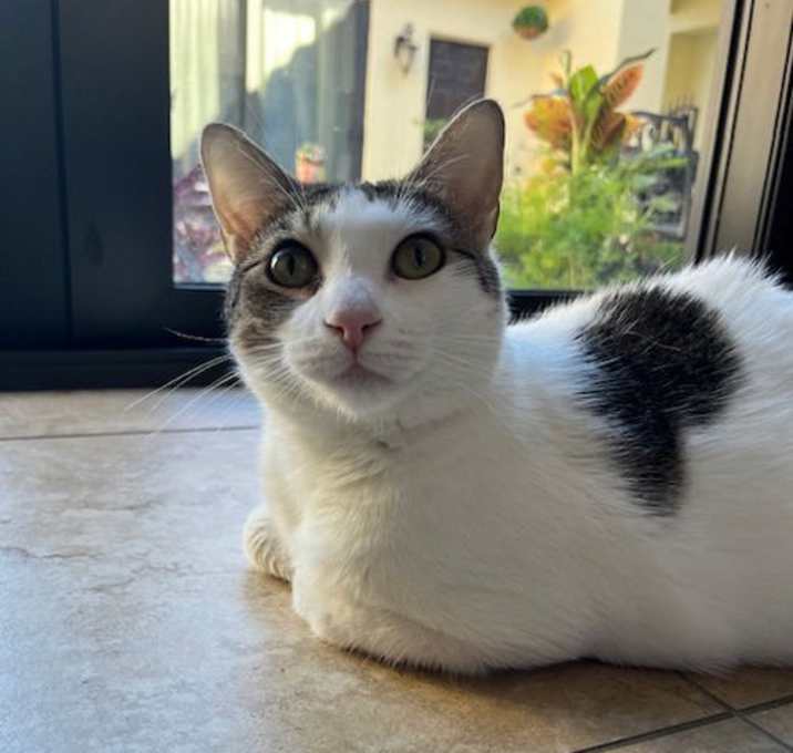 Photo of Layla
