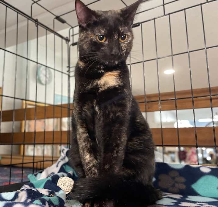 Photo of Papaya