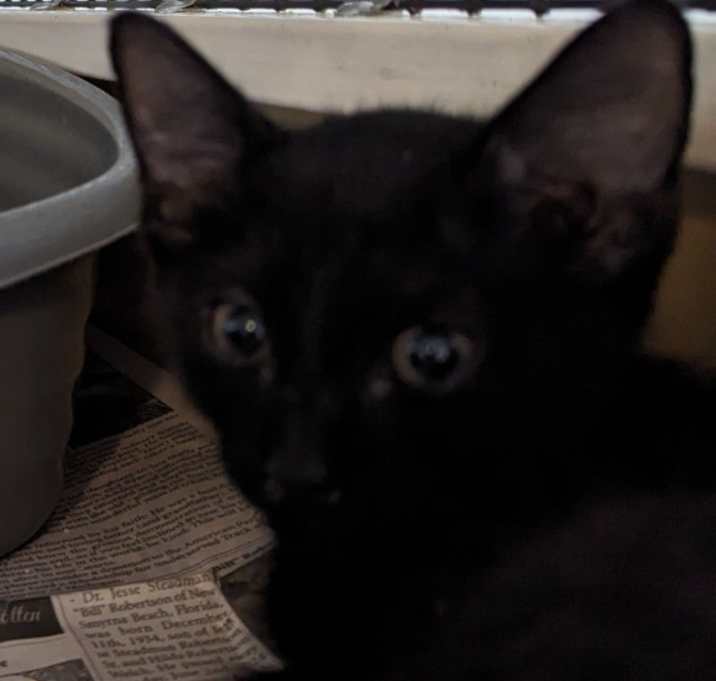 Photo of Voodoo