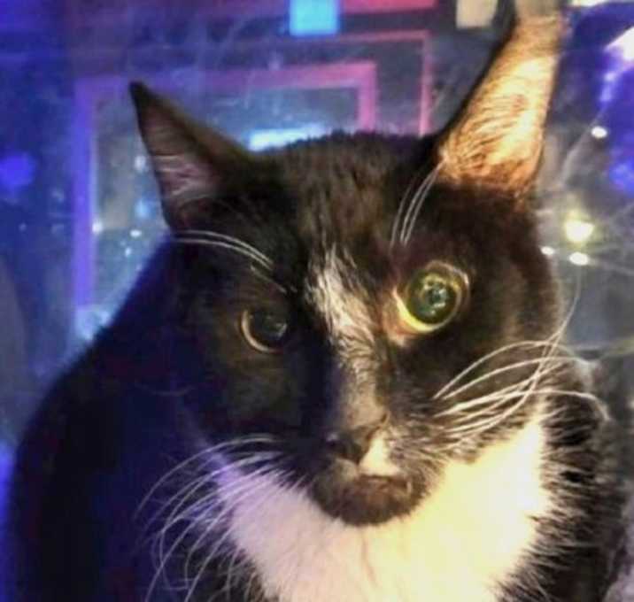 Photo of Caesar