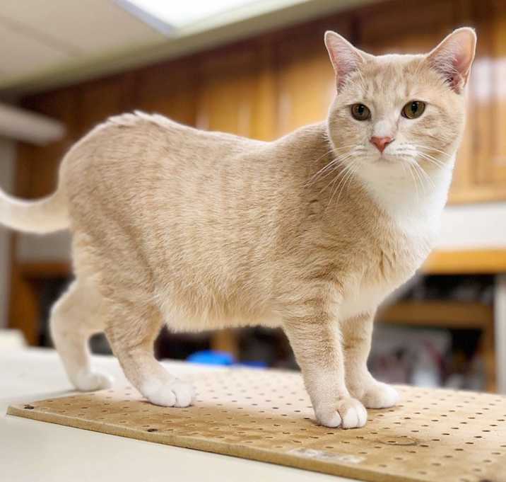 Photo of Vanilla