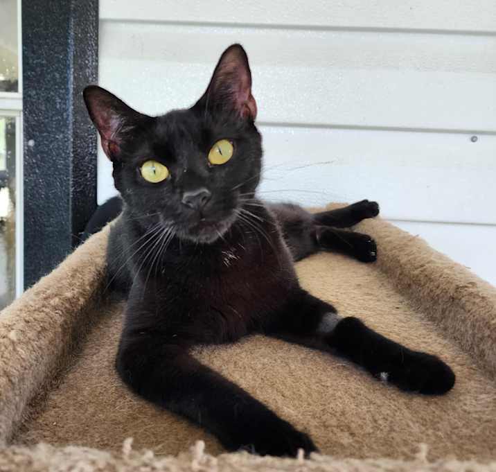 Photo of Bindi