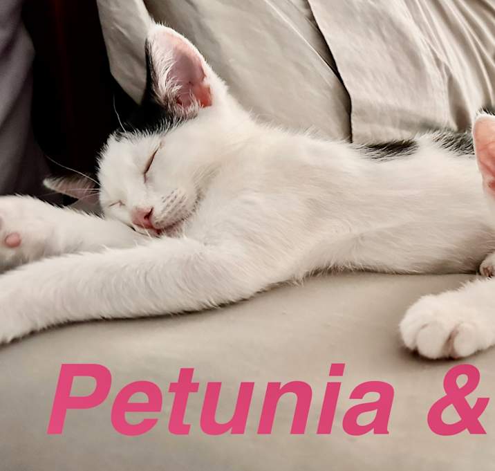Photo of Fifi & Petunia