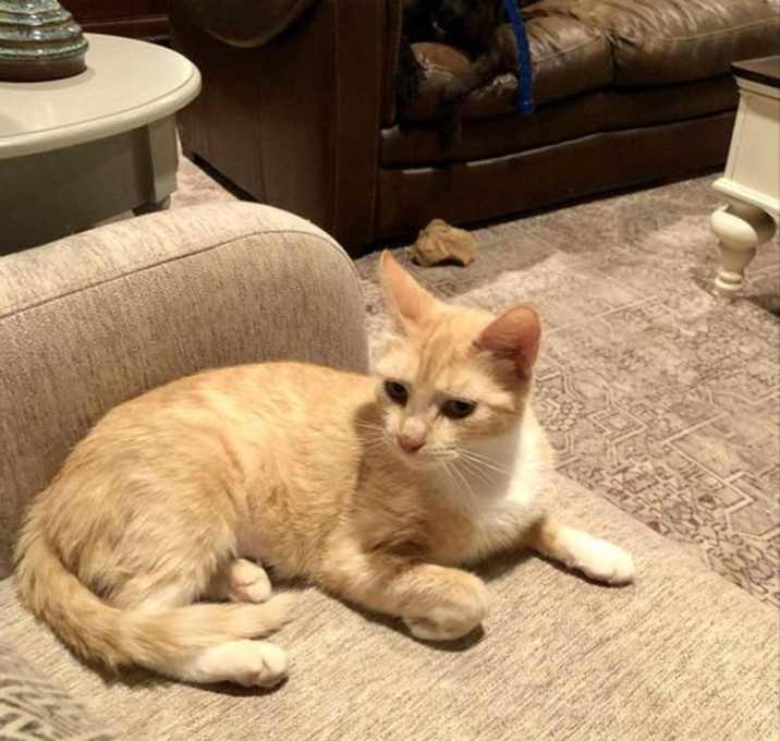 Photo of CLEMENTINE- Great kitty!!