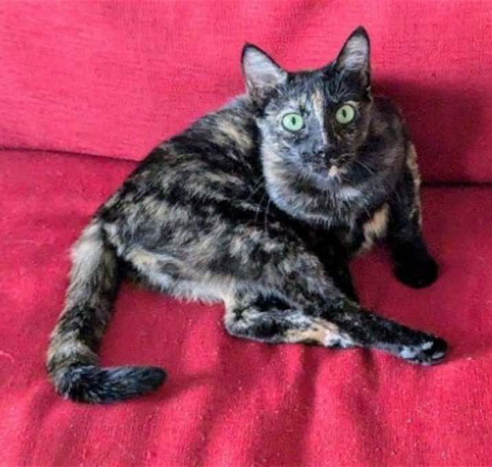 Photo of Kitkat