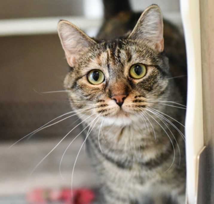 Photo of Willow