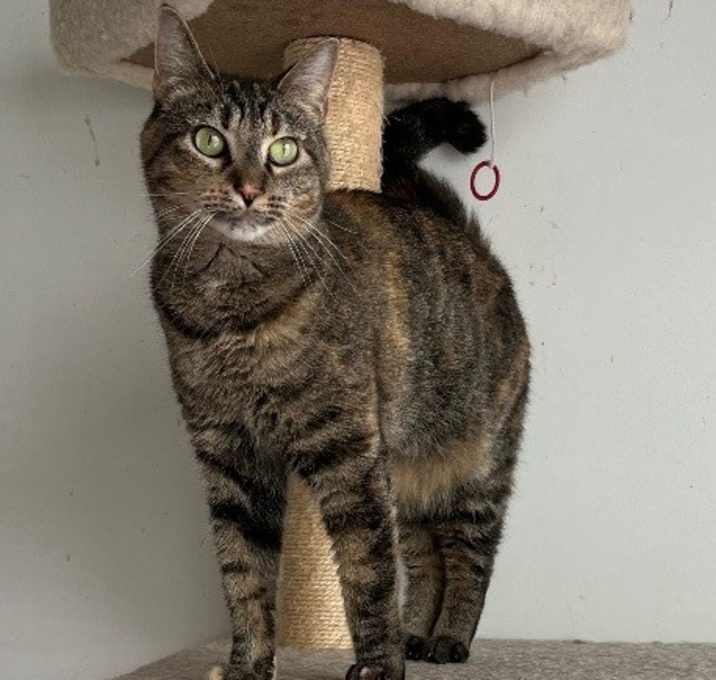 Photo of Squeebles