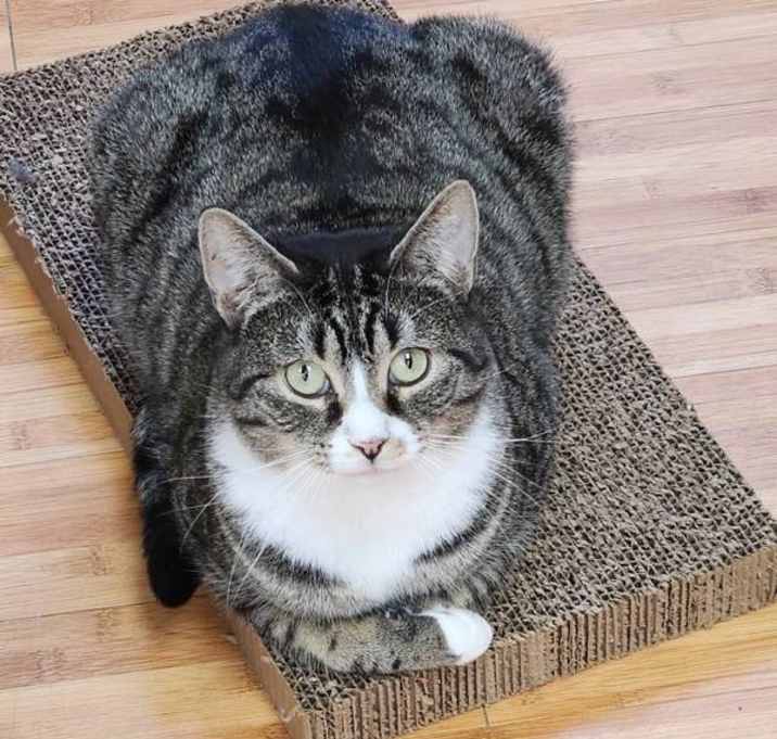 Photo of Stripes