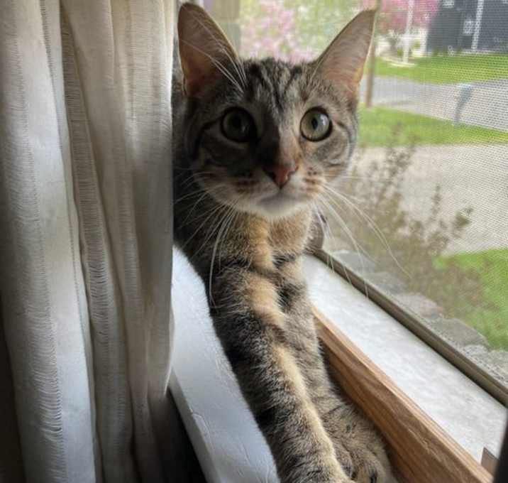 Photo of PEPPER ~ Gorgeous kitty!