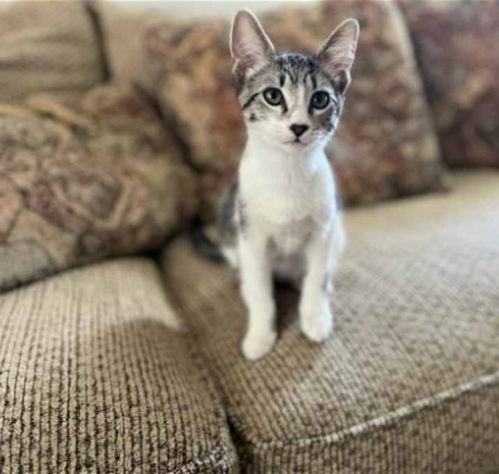 Photo of Grover