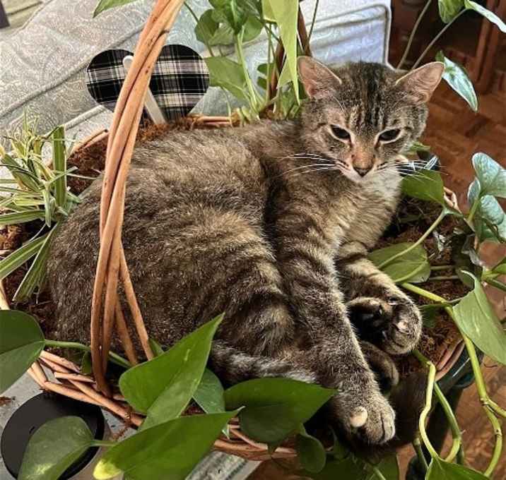 Photo of LILLIAN