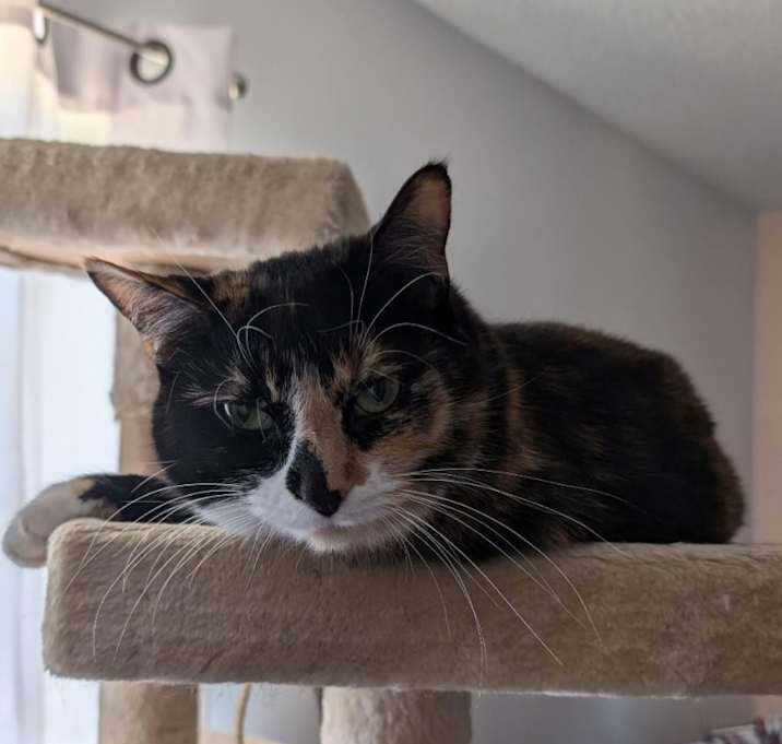 Photo of Cali