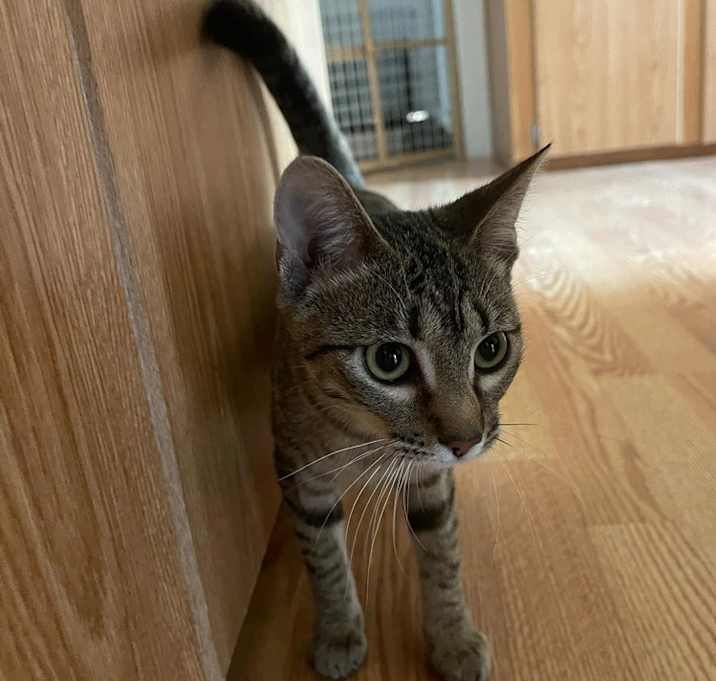 Photo of Jalapeno