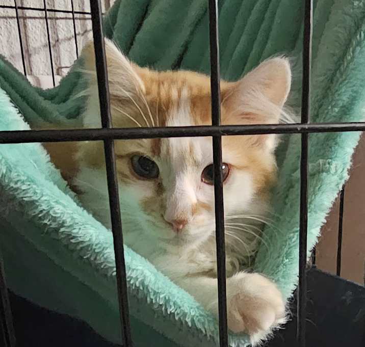 Photo of Cojack (bonded with Cheddar)