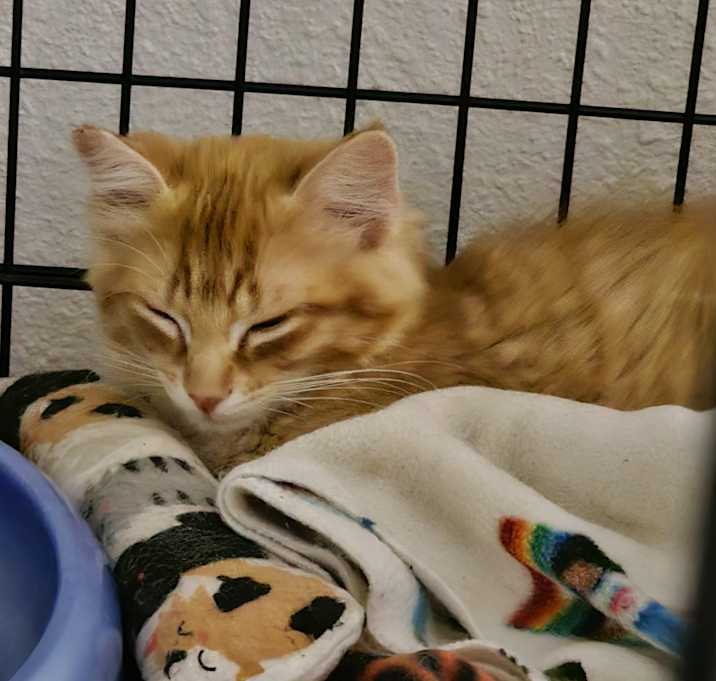 Photo of Cheddar (bonded with Cojack)