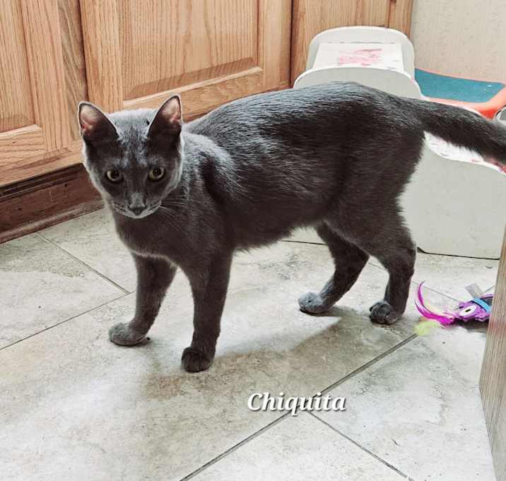 Photo of Chiquita