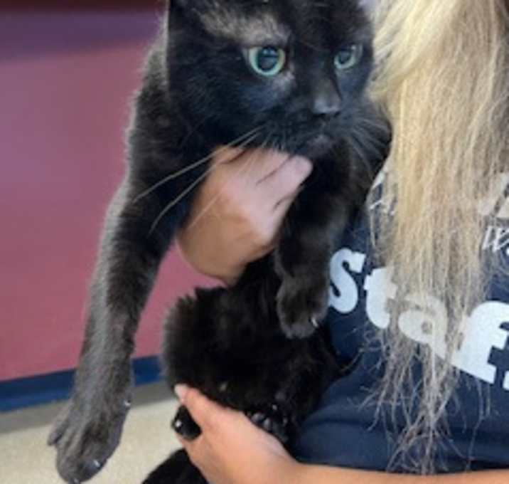 Photo of Roddie - Available in Foster
