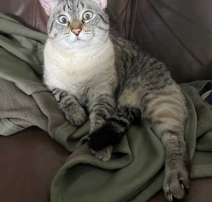 Photo of Koji
