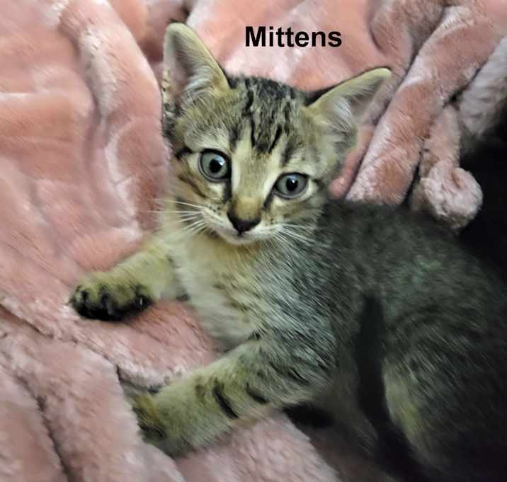 Photo of Mittens