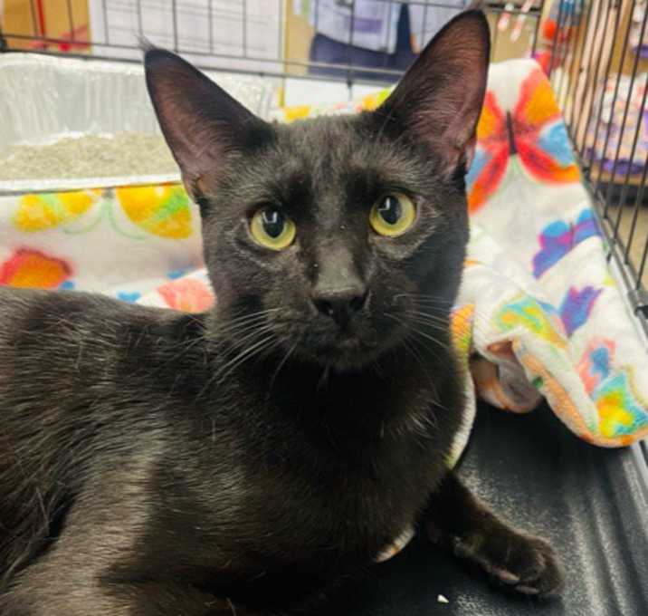 Photo of Chester
