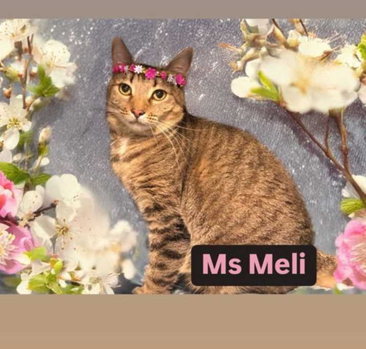 Photo of Ms Meli at Martinez Pet Food Express   June 7th