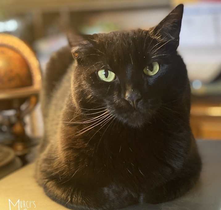 Photo of Pennie