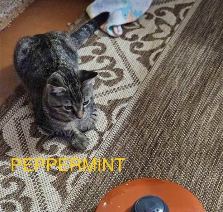 Photo of PEPPERMINT