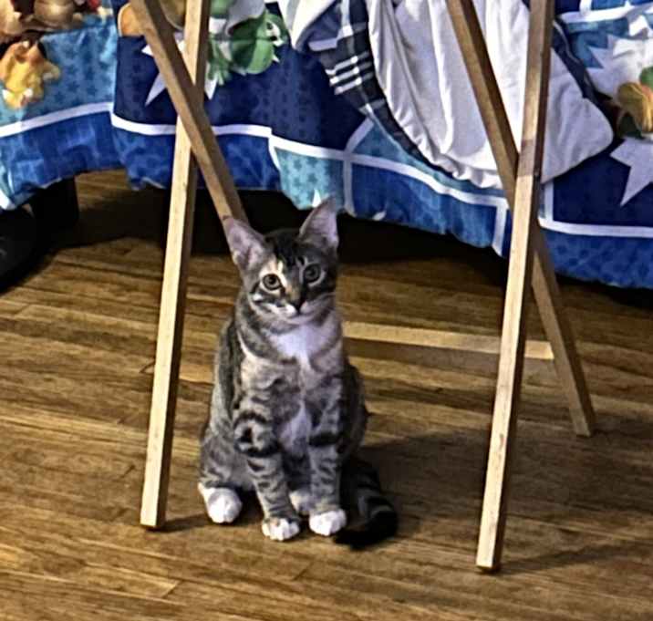 Photo of Ori