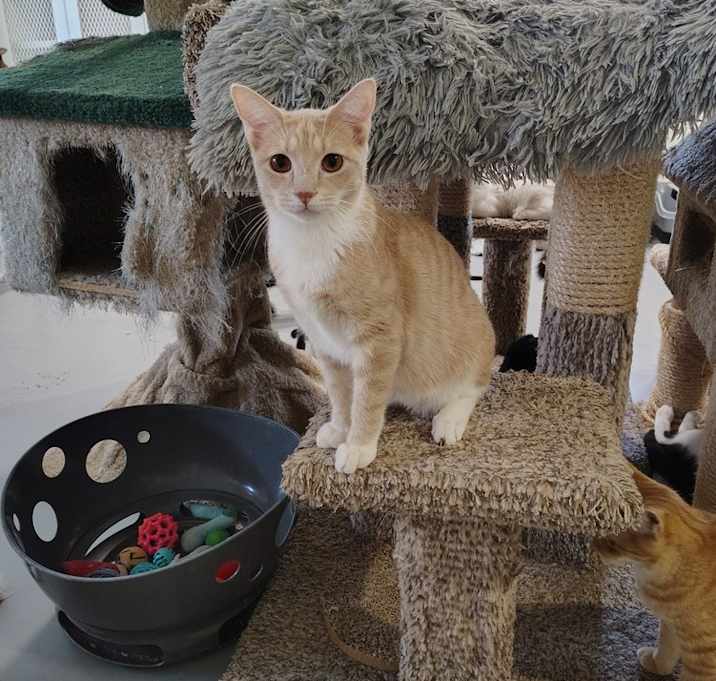 Photo of Tesla