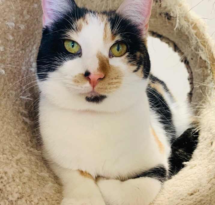 Photo of Calliope