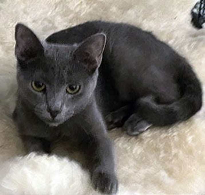 Photo of Cashmere