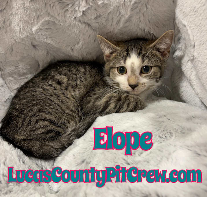 Photo of Elope