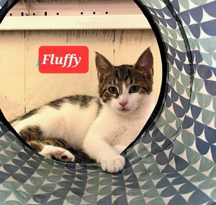 Photo of Fluffy