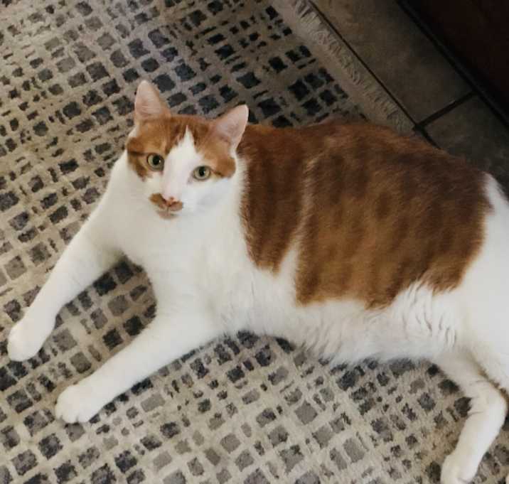 Photo of Rocky