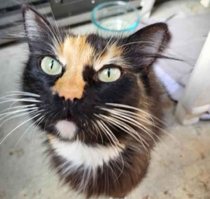 Photo of Callie