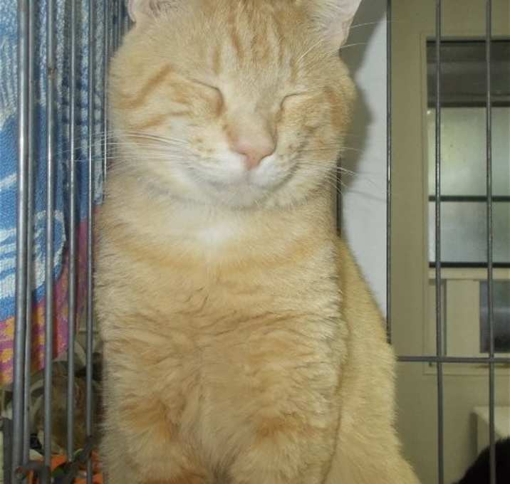 Photo of Marmalade